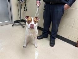 Shelter Stray Male Dog last seen Near BLOCK W RIVERVIEW DR, 3839 W Burnham St, West Milwaukee, WI 53215, USA
