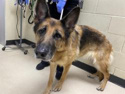 Shelter Stray Female Dog last seen 9TH AND OHIO, 3839 W Burnham St, West Milwaukee, WI 53215, USA