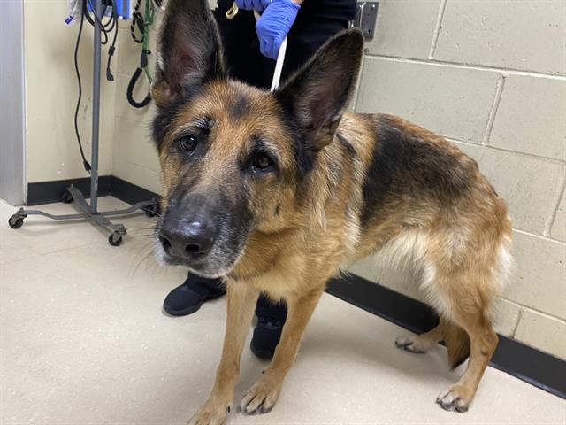 Shelter Stray Female Dog last seen 9TH AND OHIO, 3839 W Burnham St, West Milwaukee, WI 53215, USA