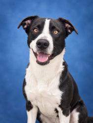Shelter Stray Male Dog last seen Near BLOCK DEVERS ST, FAYETTEVILLE NC 28303, 4704 Corporation Dr, Fayetteville, NC 28306, USA