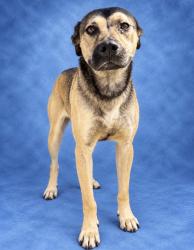 Shelter Stray Male Dog last seen Near BLOCK LILLINGTON HWY, SPRING LAKE NC 28390, 4704 Corporation Dr, Fayetteville, NC 28306, USA