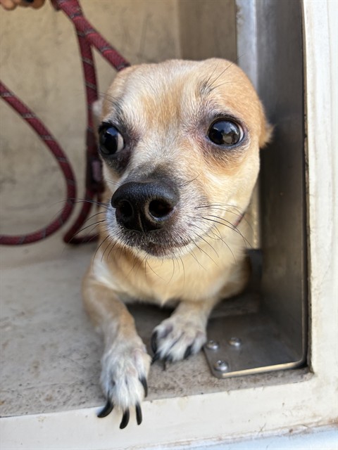 Shelter Stray Unknown Dog last seen Near BLOCK SE 11TH ST, OKLAHOMA CITY OK 73129, 2811 SE 29th St, Oklahoma City, OK 73129, USA