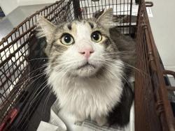 Shelter Stray Unknown Cat last seen , West Valley Animal Shelter, 20655 Plummer St, Chatsworth, CA 91311, USA