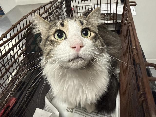 Shelter Stray Male Cat last seen , West Valley Animal Shelter, 20655 Plummer St, Chatsworth, CA 91311, USA