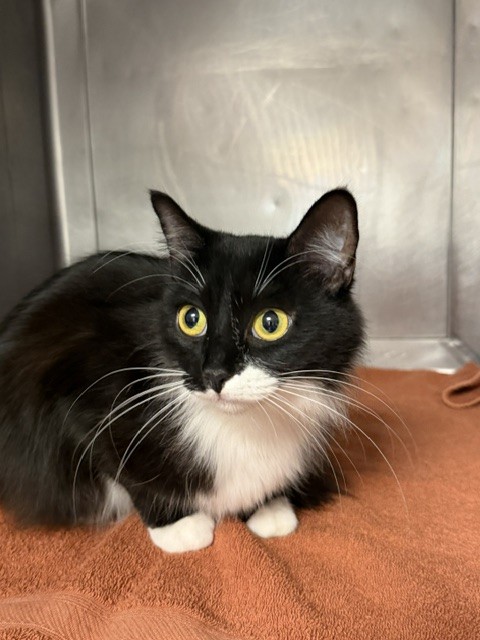 Shelter Stray Female Cat last seen , West Valley Animal Shelter, 20655 Plummer St, Chatsworth, CA 91311, USA