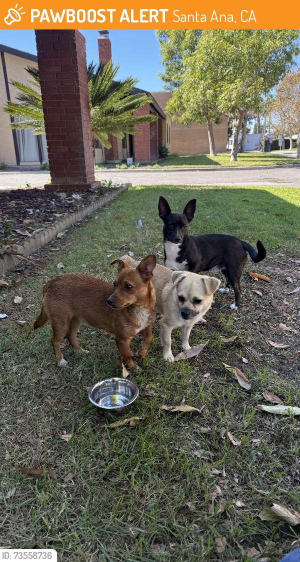 Found/Stray Unknown Dog last seen AutoZone, Santa Ana, CA 92706