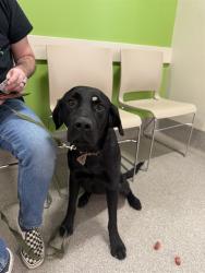 Shelter Stray Female Dog last seen Near BLOCK E FARRETT ST, 3528 Newburg Rd, Louisville, KY 40218, USA