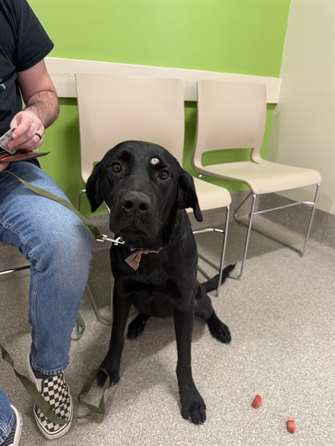 Shelter Stray Female Dog last seen Near BLOCK E FARRETT ST, 3528 Newburg Rd, Louisville, KY 40218, USA