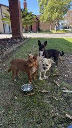 Found/Stray Unknown Dog last seen AutoZone, Santa Ana, CA 92706