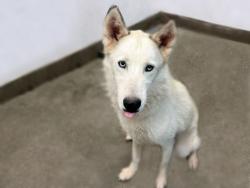 Shelter Stray Male Dog last seen , 4000 N Silverbell Rd, Tucson, AZ 85745, USA