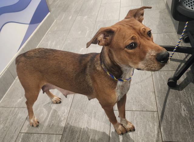 Shelter Stray Female Dog last seen Near BLOCK LEETSDALE DR, DENVER CO 80224, 2080 S Quebec St, Denver, CO 80231, USA