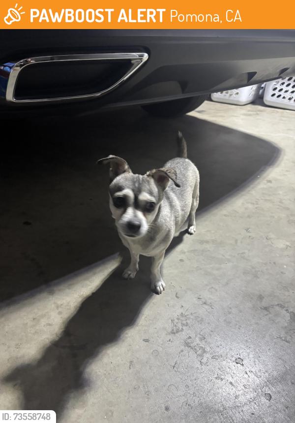 Found/Stray Male Dog last seen Mountain view, Pomona, CA 91767