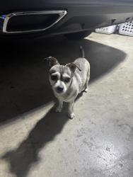 Found/Stray Male Dog last seen Mountain view, Pomona, CA 91767