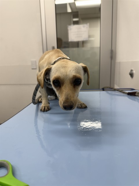 Shelter Stray Female Dog last seen LOWER BUCKEYE RD AND SOUTH 67TH AVE, 1920 S Lewis, Mesa, AZ 85210, USA