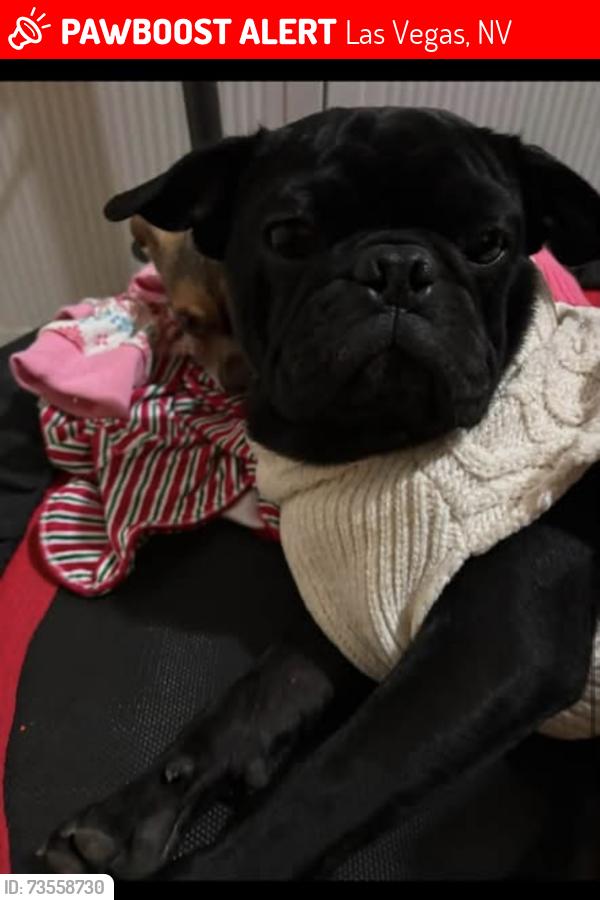 Lost Male Dog last seen Oakey and 15st, Las Vegas, NV 89104