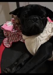 Lost Male Dog last seen Oakey and 15st, Las Vegas, NV 89104