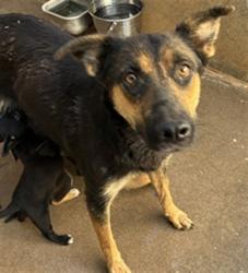 Shelter Stray Female Dog last seen TURNEY/OAK, 1150 11 Mile Corner, Casa Grande, AZ 85194, USA