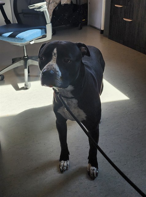 Shelter Stray Male Dog last seen WALMART - PORTER/MARCICOPA CASA GRANDE HWY, 1150 11 Mile Corner, Casa Grande, AZ 85194, USA