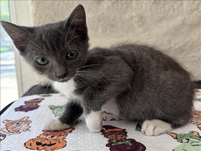 Shelter Stray Female Cat last seen , 957 N Gaffey St, San Pedro, CA 90731, USA