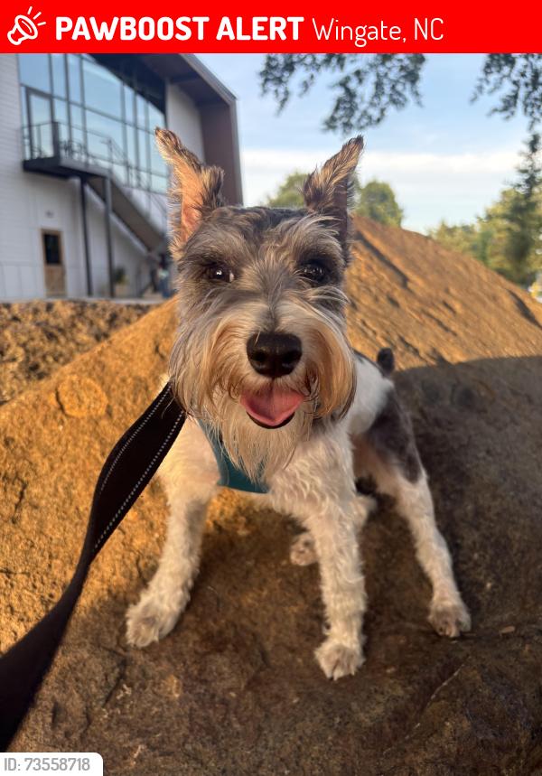 Lost Male Dog last seen Near Barbara Jean Ln Wingate, NC 28174 United States, Wingate, NC 28174