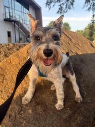 Lost Male Dog last seen Near Barbara Jean Ln Wingate, NC 28174 United States, Wingate, NC 28174