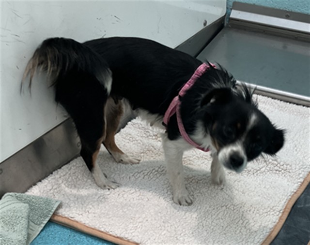 Shelter Stray Female Dog last seen Near BLK HARROWAY AVE, CERRITOS 90703, 7700 E Spring St, Long Beach, CA 90815, USA