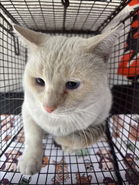 Shelter Stray Male Cat last seen , 957 N Gaffey St, San Pedro, CA 90731, USA