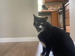 Lost Male Cat last seen 132nd Ave east, South Hill, WA 98374