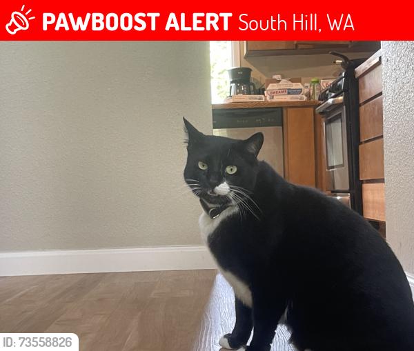 Lost Male Cat last seen 132nd Ave east, South Hill, WA 98374