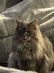 Lost Male Cat last seen Near blackwattle crt mernda, Mernda, VIC 3754