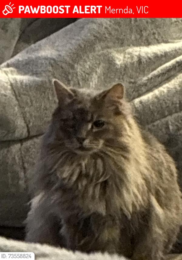 Lost Male Cat last seen Near blackwattle crt mernda, Mernda, VIC 3754