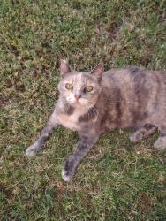 Reunited Female Cat last seen Lafayette and Alameda, Lindsay, CA 93247