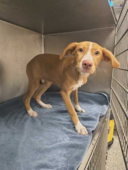 Shelter Stray Female Dog last seen Near Benton Blvd, 64130, MO, 7077 Elmwood Ave, Kansas City, MO 64132, USA