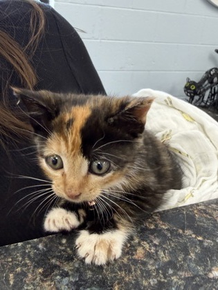 Shelter Stray Female Cat last seen Near kelly ln, New Bern, NC, 1639 Old Airport Rd, New Bern, NC 28562, USA