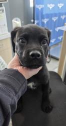 Shelter Stray Female Dog last seen Near Cromwell Marine Creek, North District, TX, 355 Hillshire Dr, Haslet, TX 76052, USA