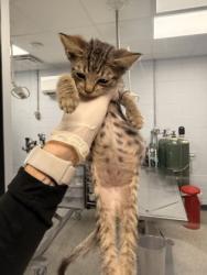 Shelter Stray Male Cat last seen cow Pen Landing boat ramp, Vanceboro,, 1639 Old Airport Rd, New Bern, NC 28562, USA