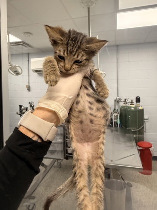 Shelter Stray Male Cat last seen cow Pen Landing boat ramp, Vanceboro,, 1639 Old Airport Rd, New Bern, NC 28562, USA