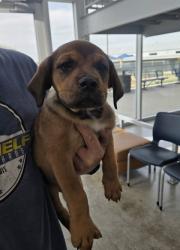 Shelter Stray Female Dog last seen Near Cromwell Marine Creek, North District, TX, 355 Hillshire Dr, Haslet, TX 76052, USA