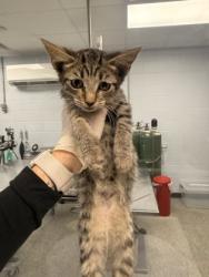 Shelter Stray Female Cat last seen cow Pen Landing boat ramp, Vanceboro,, 1639 Old Airport Rd, New Bern, NC 28562, USA