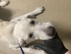 Shelter Stray Female Dog last seen Near Nolan St, East District, TX, 355 Hillshire Dr, Haslet, TX 76052, USA