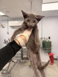 Shelter Stray Female Cat last seen cow Pen Landing boat ramp, Vanceboro,, 1639 Old Airport Rd, New Bern, NC 28562, USA
