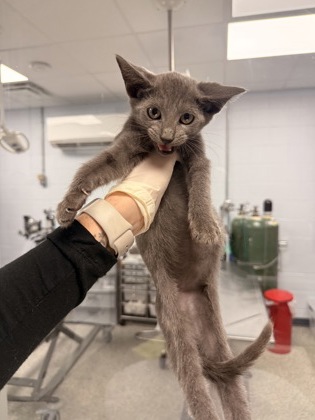 Shelter Stray Female Cat last seen cow Pen Landing boat ramp, Vanceboro,, 1639 Old Airport Rd, New Bern, NC 28562, USA