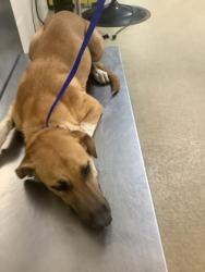 Shelter Stray Female Dog last seen Near Nolan St, East District, TX, 355 Hillshire Dr, Haslet, TX 76052, USA