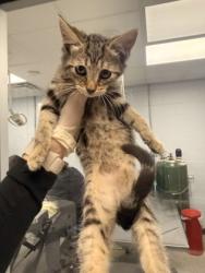 Shelter Stray Female Cat last seen cow Pen Landing boat ramp, Vanceboro,, 1639 Old Airport Rd, New Bern, NC 28562, USA