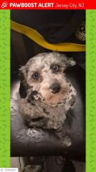 Lost Male Dog last seen Between Westside and Mallory avenue, Jersey City, NJ 07304