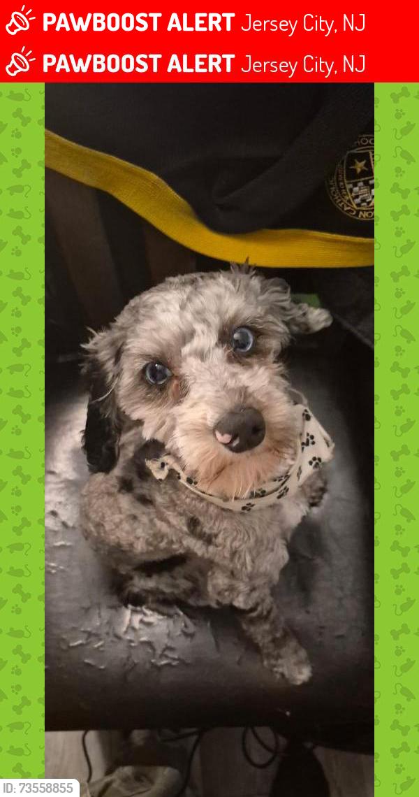 Lost Male Dog last seen Between Westside and Mallory avenue, Jersey City, NJ 07304