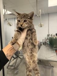 Shelter Stray Female Cat last seen cow Pen Landing boat ramp, Vanceboro,, 1639 Old Airport Rd, New Bern, NC 28562, USA