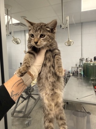 Shelter Stray Female Cat last seen cow Pen Landing boat ramp, Vanceboro,, 1639 Old Airport Rd, New Bern, NC 28562, USA