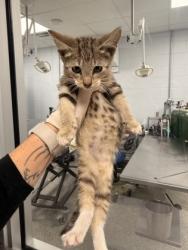 Shelter Stray Male Cat last seen cow Pen Landing boat ramp, Vanceboro,, 1639 Old Airport Rd, New Bern, NC 28562, USA