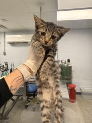 Shelter Stray Female Cat last seen cow Pen Landing boat ramp, Vanceboro,, 1639 Old Airport Rd, New Bern, NC 28562, USA